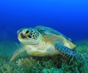 green_turtle