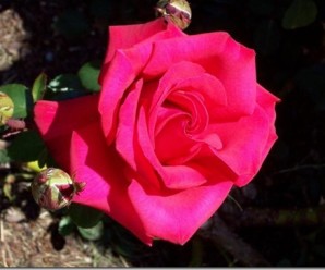 clip_image001