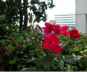 clip_image001