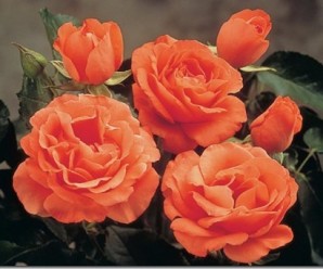 clip_image001