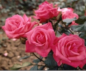 clip_image001