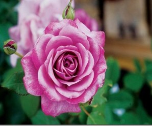 clip_image001
