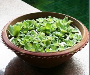 clip_image001