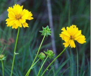 clip_image001